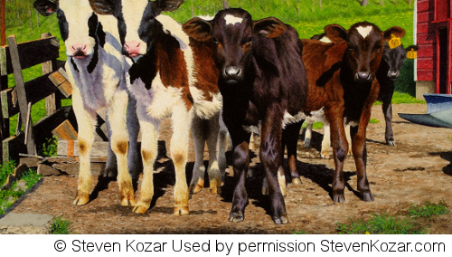 Cows by Steven Kozar